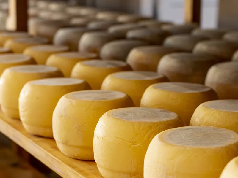 Cheese