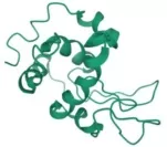 Schematic diagram of the protein structure of lysozyme Schematic diagram of the protein structure of lysozyme